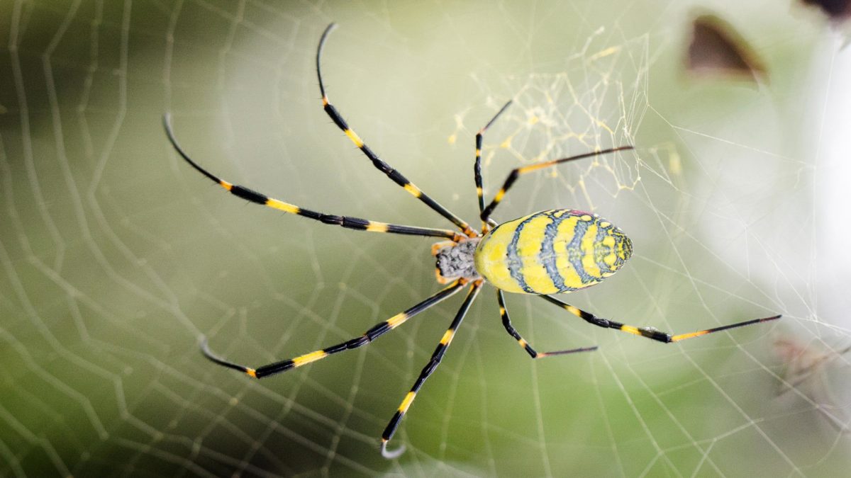 Golden-Silk-Spider