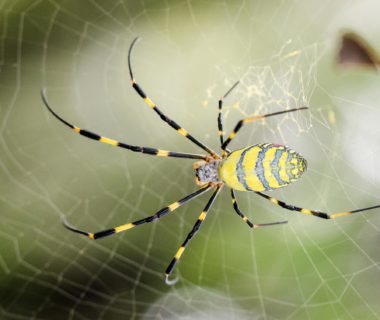 Golden-Silk-Spider